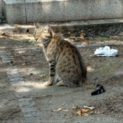 Photo de Chat domestique