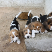 Photo de Beagle