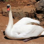 Photo de Cygne