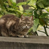 Photo de Chat domestique