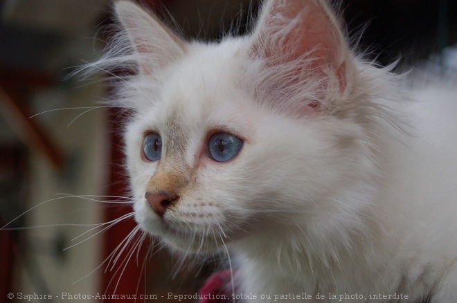 Photo de Sacr de birmanie