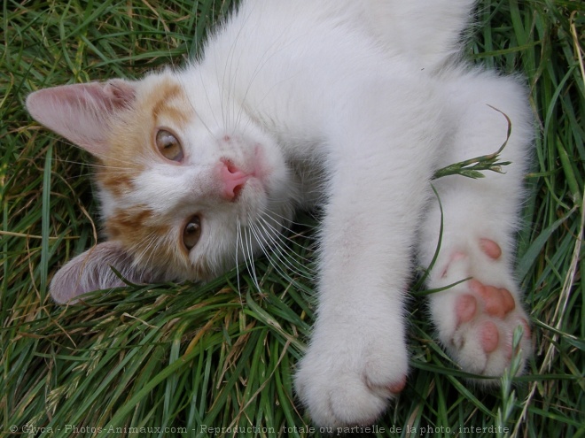 Photo de Chat domestique