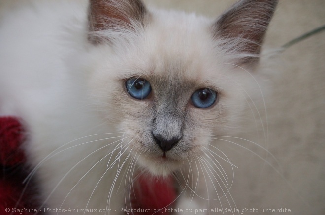 Photo de Sacr de birmanie