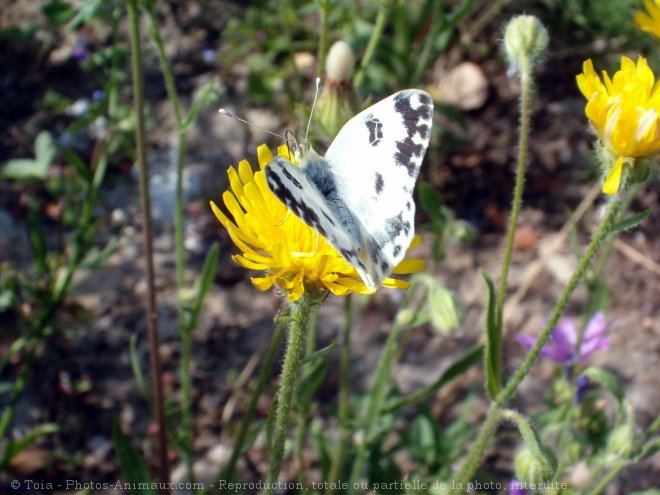 Photo de Papillon