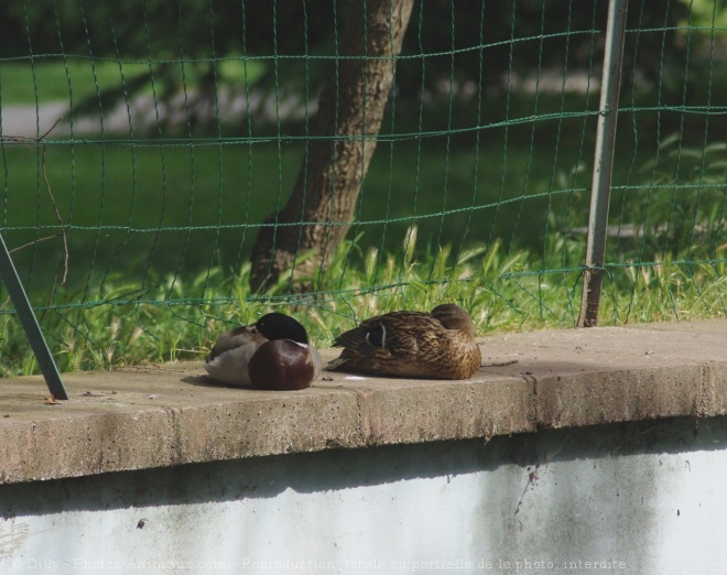 Photo de Canard colvert