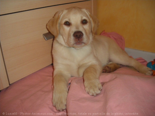 Photo de Labrador retriever