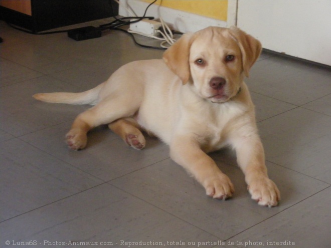 Photo de Labrador retriever