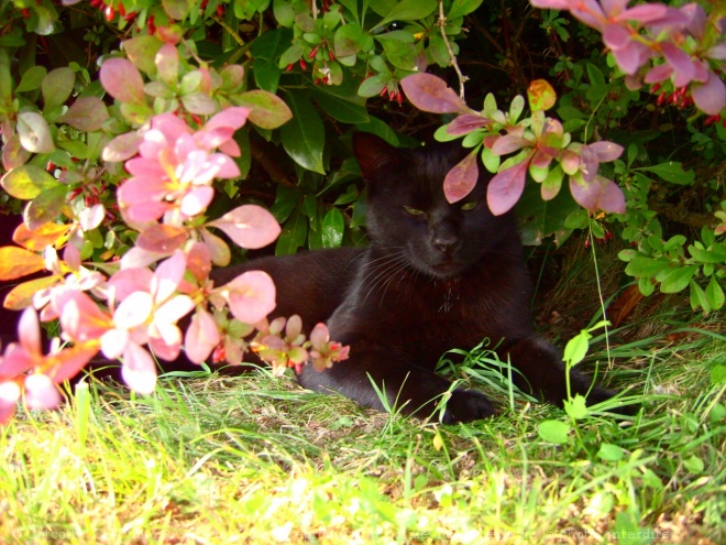 Photo de Chat domestique