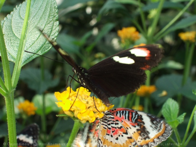 Photo de Papillon