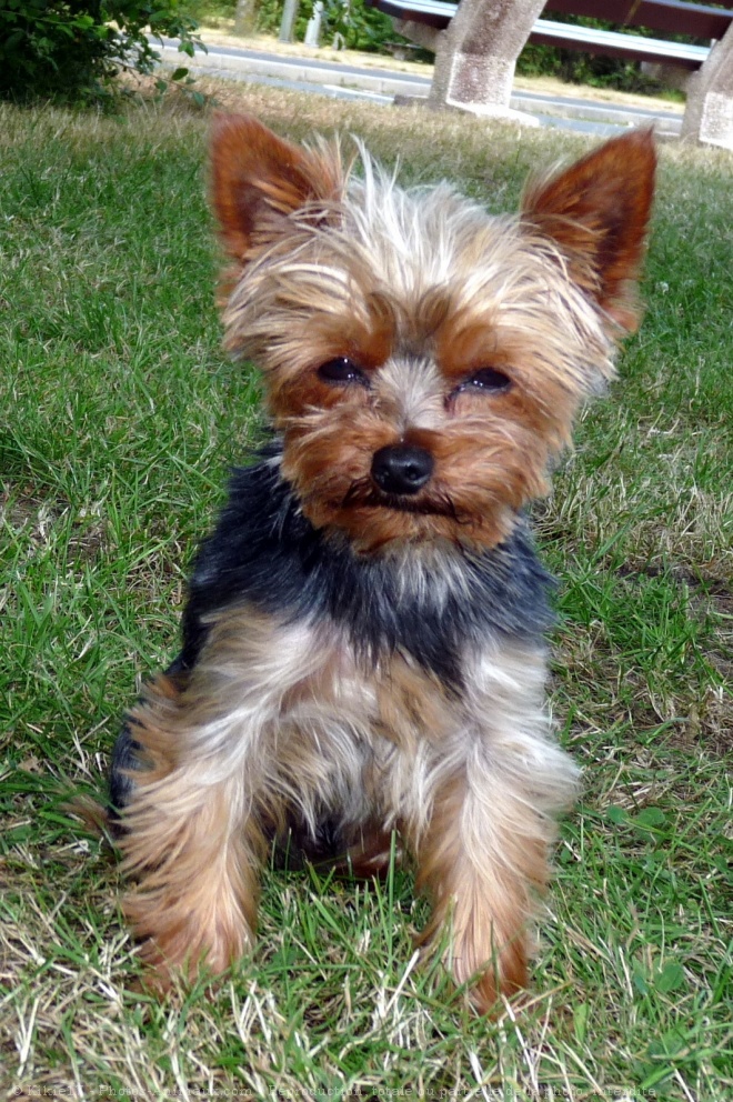 Photo de Yorkshire terrier