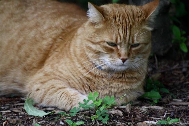 Photo de Chat domestique