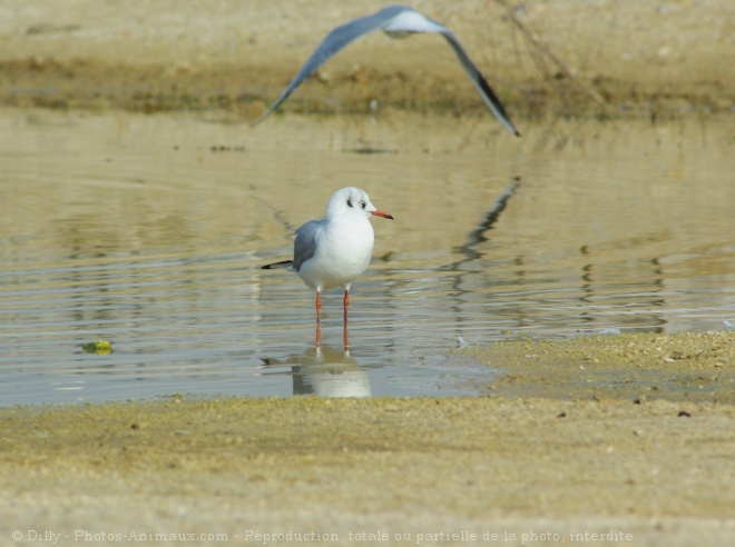 Photo de Mouette