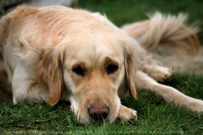 Photo de Golden retriever