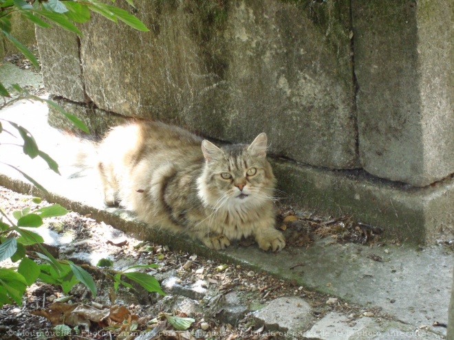 Photo de Chat domestique