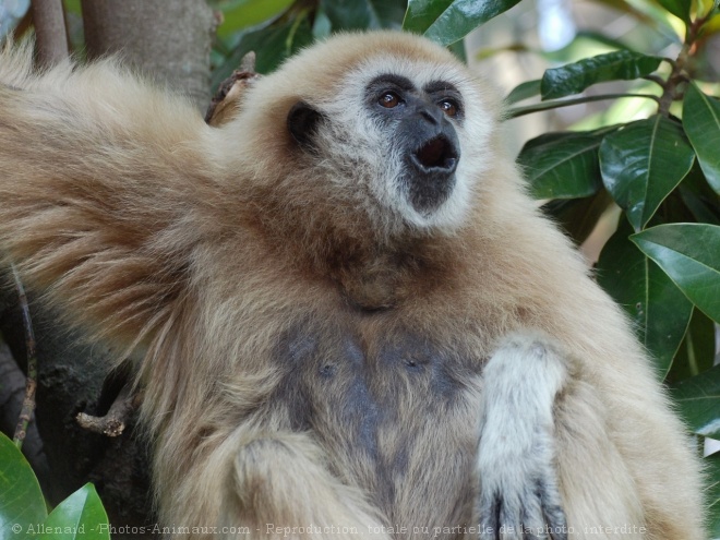 Photo de Singe - gibbon