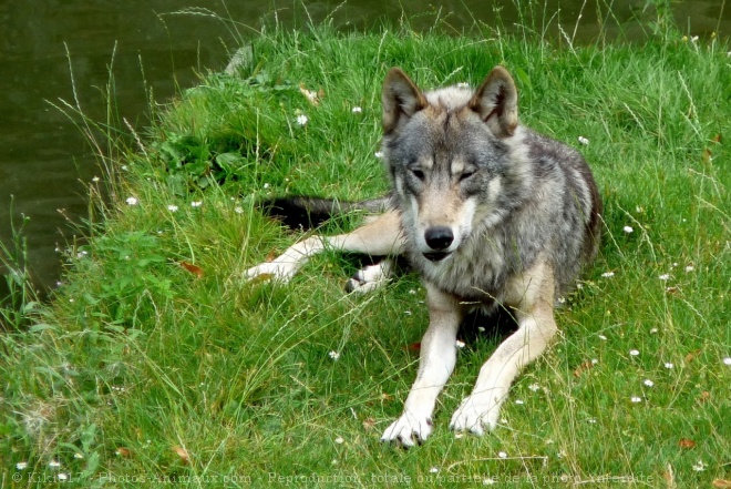 Photo de Loup