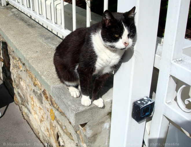 Photo de Chat domestique