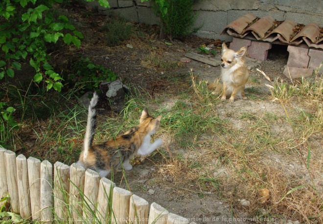 Photo de Chihuahua  poil long