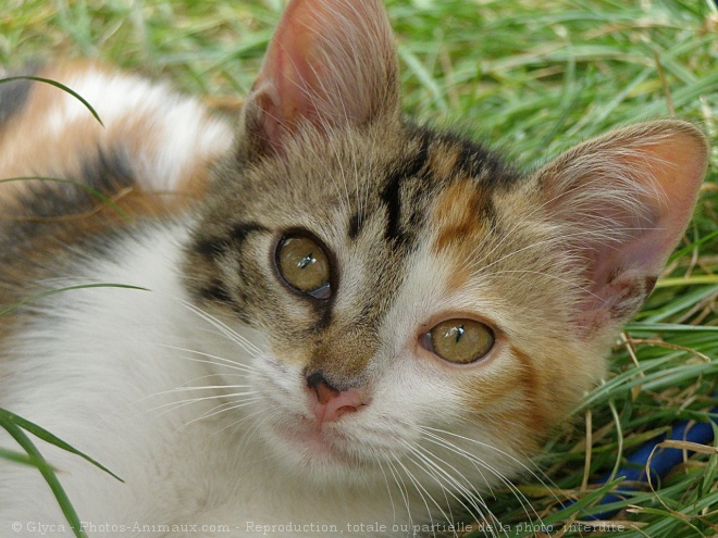 Photo de Chat domestique