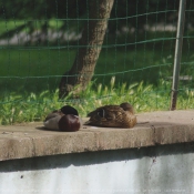 Photo de Canard colvert