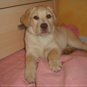 Photo de Labrador retriever