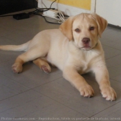 Photo de Labrador retriever