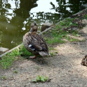 Photo de Canard colvert