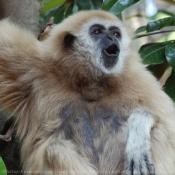 Photo de Singe - gibbon