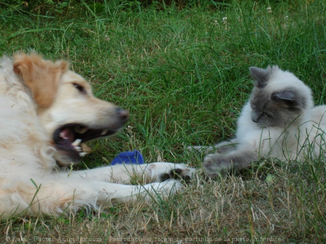 Photo de Races diffrentes