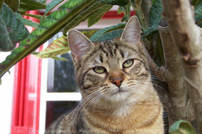 Photo de Chat domestique