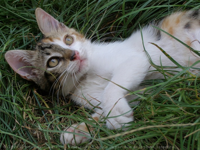 Photo de Chat domestique