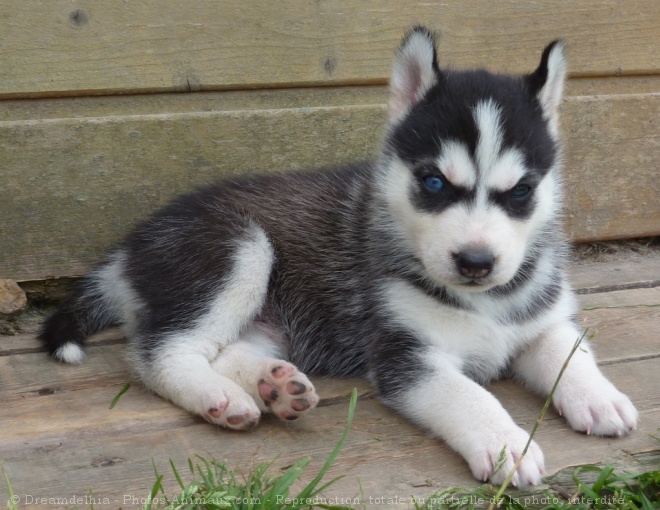 Photo de Husky siberien