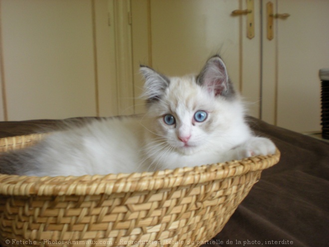 Photo de Ragdoll