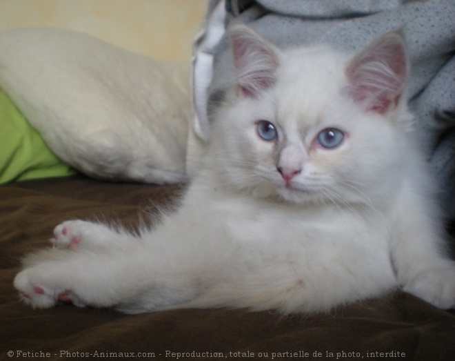 Photo de Ragdoll