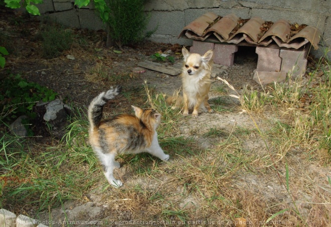 Photo de Chihuahua  poil long