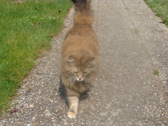 Photo de Chat domestique