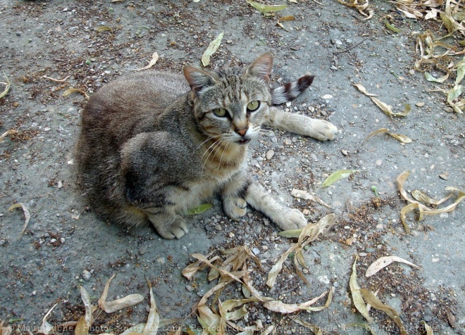 Photo de Chat domestique