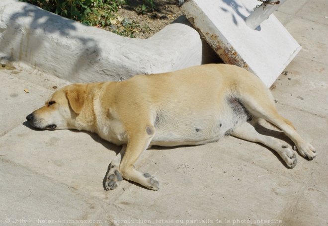 Photo de Labrador retriever