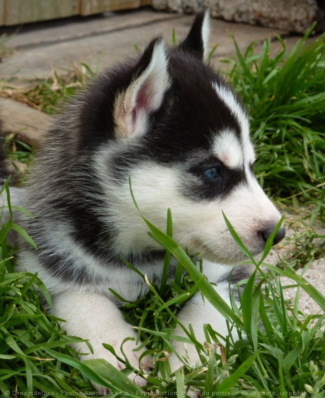 Photo de Husky siberien