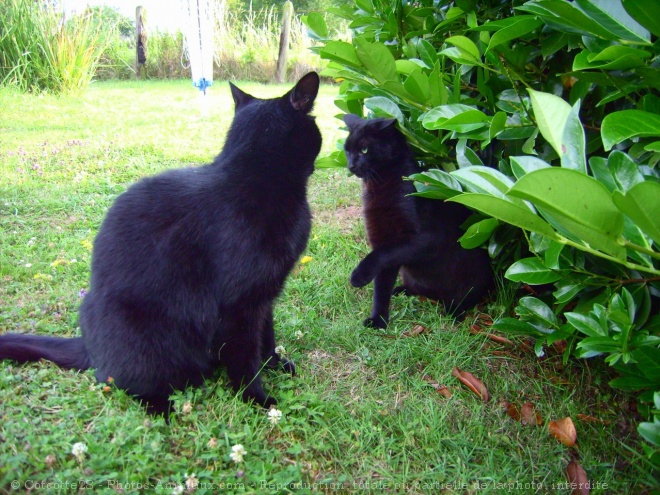 Photo de Chat domestique