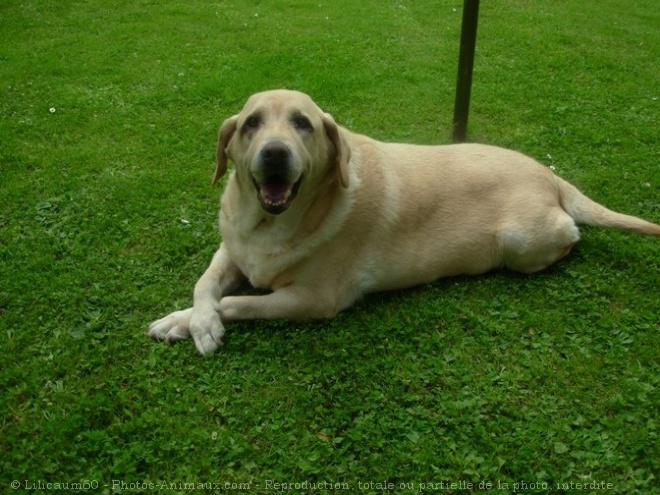 Photo de Labrador retriever