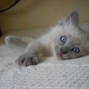 Photo de Ragdoll