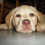 Photo de Labrador retriever