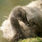 Photo de Cygne