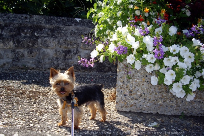 Photo de Yorkshire terrier