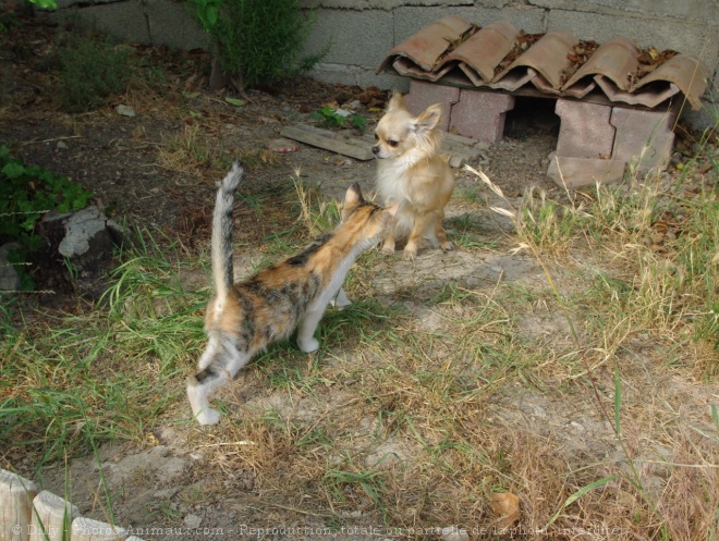 Photo de Chihuahua  poil long