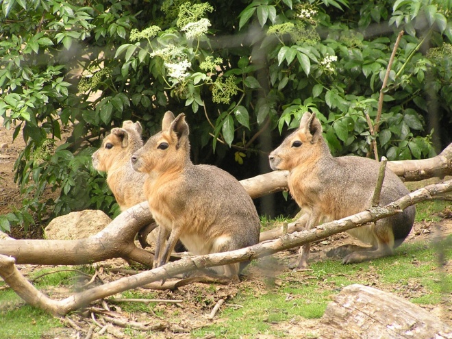 Photo de Cabiai ou capybara