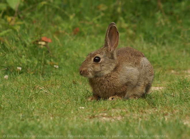 Photo de Lapin