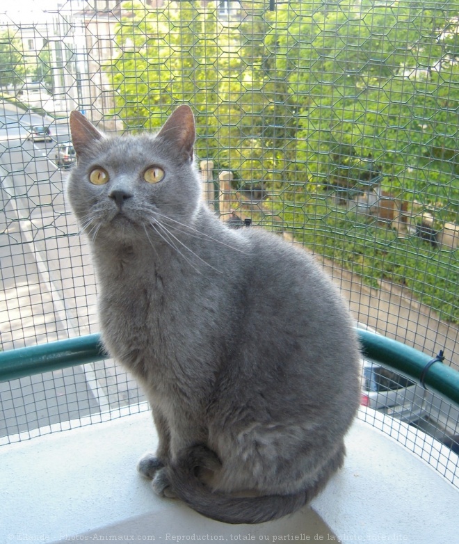 Photo de Chartreux