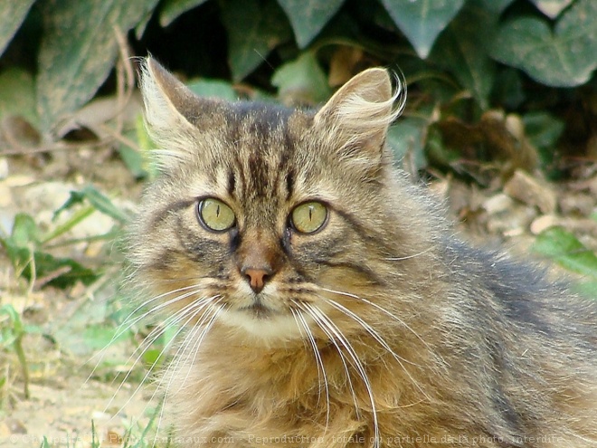 Photo de Chat domestique